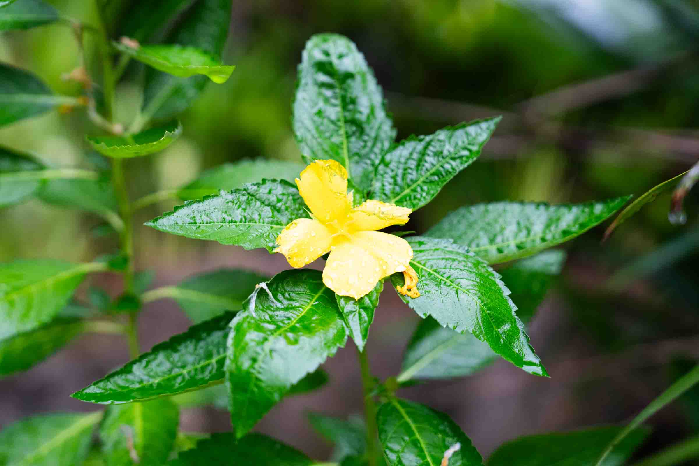 Garden nature